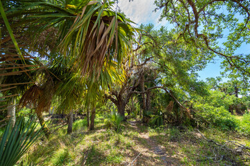 Hiking trail in Florida jungle rainforest with green palm trees and wild vegetation. Dense tropical...