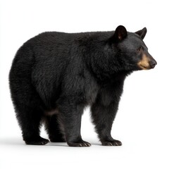 Majestic American black bear standing in profile against clean white background, showcasing glossy fur and distinctive tan muzzle in professional wildlife photography with free copy space