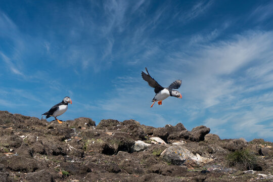 Atlantic Puffin (fratercula arctica) standing on rocks as another takes off, Newfoundland, Newfoundland and Labrador, Canada
