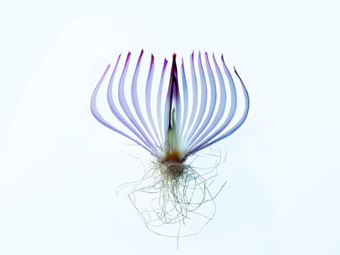 Cross section of a red onion with its roots on a white background