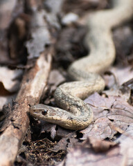 Eastern Garter Snake (Thamnophis sirtalis sirtalis) on Forest Floor