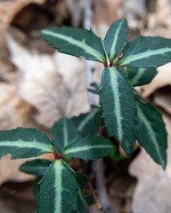 Striped Wintergreen (Chimaphila maculata) On Leafy Forest Floor