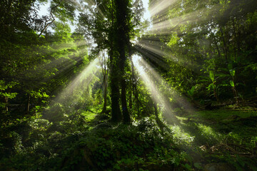 Backlit trees with rays of light streaming through the forest at dawn, Thailand