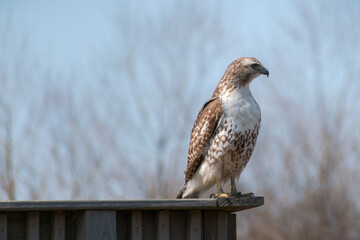 Red-tailed Hawk (Buteo jamaicensis) Sitting On Wooden Fence