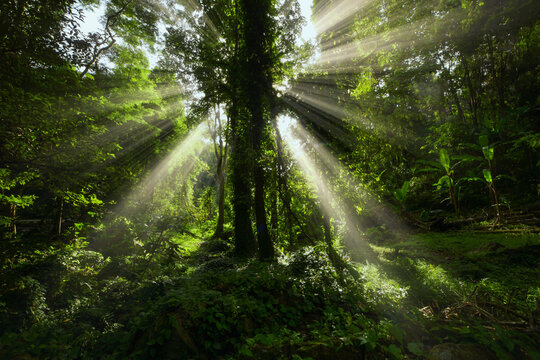 Fototapeta Backlit trees with rays of light streaming through the forest at dawn, Thailand