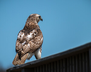 Red-tailed Hawk (Buteo jamaicensis) Sitting On Wooden Fence Behind View