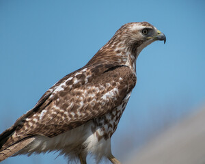 Red-tailed Hawk (Buteo jamaicensis) Perching Close Up
