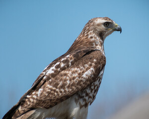 Red-tailed Hawk (Buteo jamaicensis) Perching Close Up