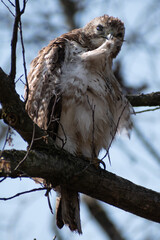 Red-tailed Hawk (Buteo jamaicensis) Perching And Preening Itself