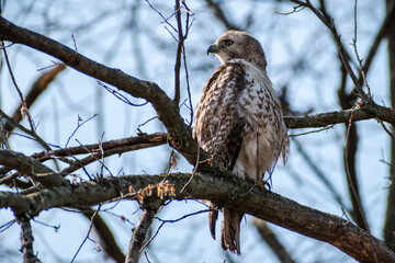 Red-tailed Hawk (Buteo jamaicensis) Perching In Tree