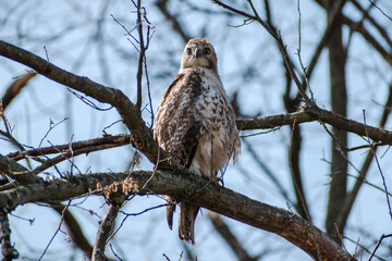 Red-tailed Hawk (Buteo jamaicensis) Perching In Tree