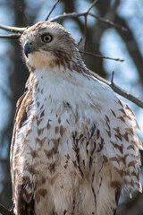 Front View Of Red-tailed Hawk (Buteo jamaicensis)