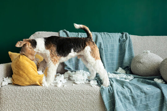 Wire fox terrier dog sitting on a sofa after tearing apart a pillow. The dog is surrounded by white stuffing from the destroyed cushion, with bits scattered across the furniture and floor.