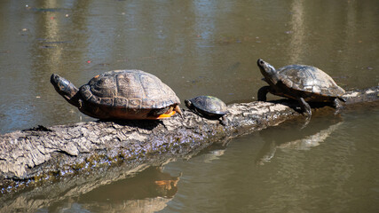 Obraz premium Turtle Family Basking On Fallen Tree