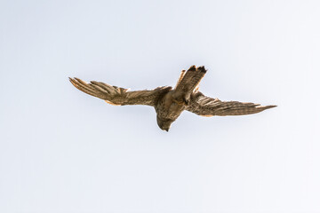 Common kestrel, Falco tinnunculus, hovered in the air in search of prey
