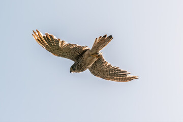 Common kestrel, Falco tinnunculus, hovered in the air in search of prey