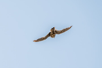 Common kestrel, Falco tinnunculus, hovered in the air in search of prey