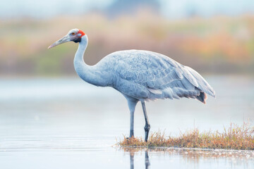 Side view of a Wild brolga (Grus rubicunda) wading in a shallow at twilight, Australia