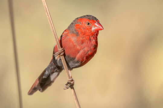 Wild crimson finch (Neochmia phaeton) clinging to a thin blade of grass with grass seeds on its beak, Australia