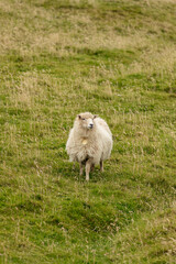 A fluffy Icelandic sheep stands alone on a green grassy hillside, looking calmly into the distance. 