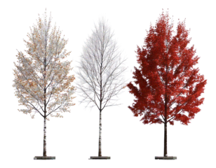Set of Maple (genus Acer) and Birch winter frontal set street trees isolated png i png