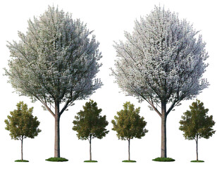 Fototapeta premium Set of Prunus persica and Prunus avium blossoming frontal street trees isolated png