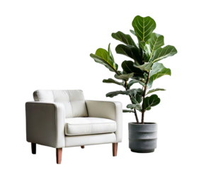 White fiddle leaf fig tree on white background png.
