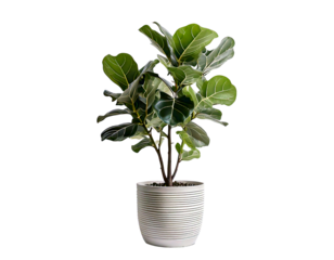 White fiddle leaf fig tree on white background png.