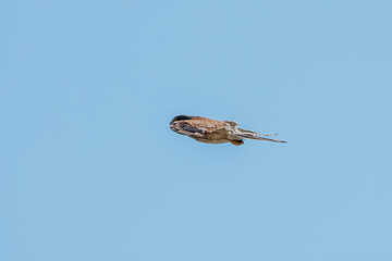 Common kestrel, Falco tinnunculus, hovered in the air in search of prey