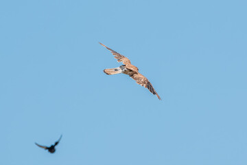 Common kestrel, Falco tinnunculus, hovered in the air in search of prey