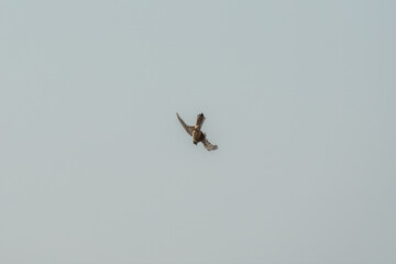 Common kestrel, Falco tinnunculus, hovered in the air in search of prey
