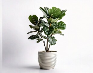 white fiddle leaf fig tree on white background.