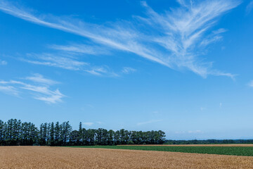 麦畑と青空