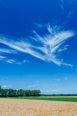 麦畑と青空