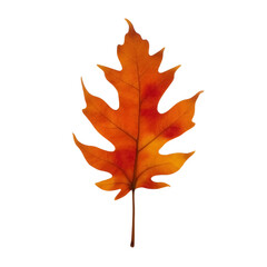 Obraz premium Single oak leaf, isolated on transparent background, autumnal orange and red hues, sharp details, soft lighting, hyper-realistic, 8k resolution