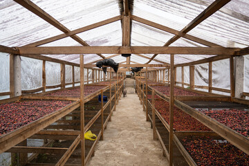 Red coffee cherries dry evenly on stacked racks inside a solar house, protected from rain and pests...