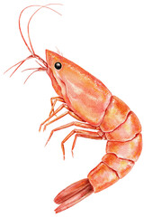 Pink shrimp watercolor illustration with curled tail and visible segments. Isolated on white background. Perfect for seafood packaging, cuisine visuals, or marine product design. Tiger prawn art.
