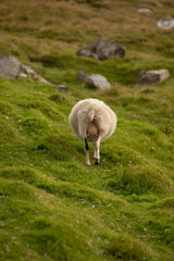 A rear view of a fluffy Icelandic sheep walking away on a grassy hill, surrounded by rocks and...