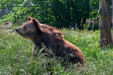 brown bear in the forest