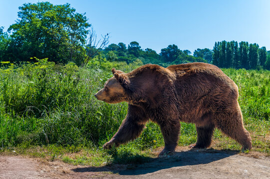 A brown bear in the forest (among trees)