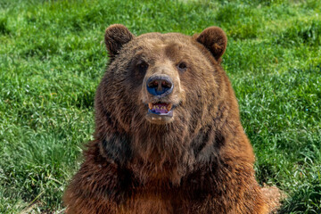 brown bear portrait