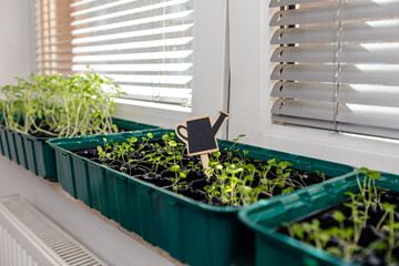 Young seedling plants growing in trays with soil on the windowsill. Close-up of  wooden chalkboard...