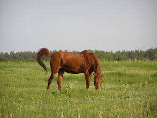 Fototapeta premium OLYMPUS DIGITAL CAMERA