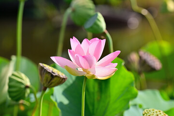 蓮の花