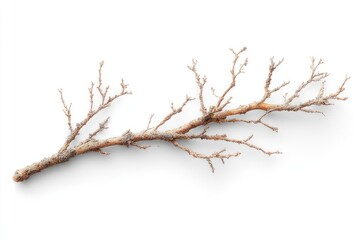 A slender, light-brown, gnarled branch with numerous small, twiggy offshoots, isolated on a pure white background, exhibiting a subtly textured surface