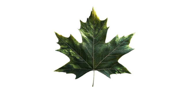 A solitary maple leaf touched with autumn s embrace stands as a poignant symbol of change on transparent background