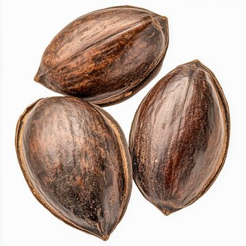 cerbera odollam suicide tree seeds large ovalshaped seeds with dark brown color isolated on white transparent background