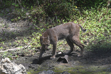 Bobcat
