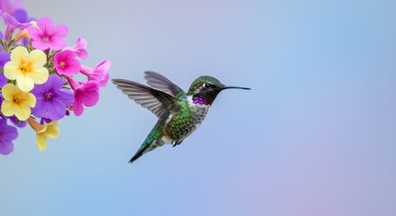 Fototapeta premium Anna's Hummingbird in Flight, Vibrant Floral Background, Soft Pastel Hues