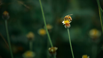 bee on yellow flower